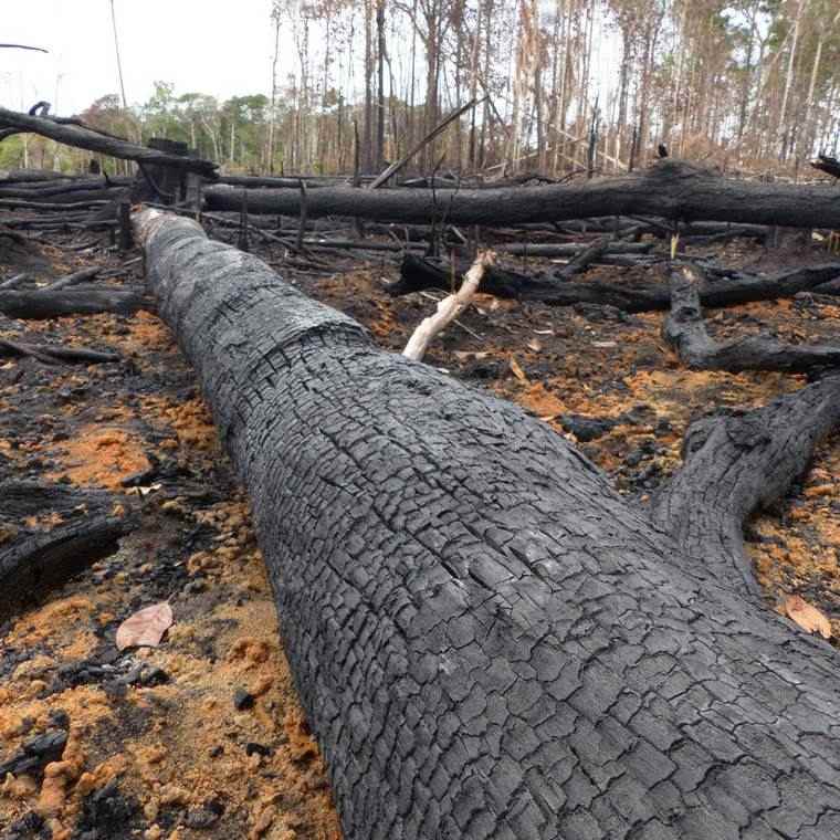 abattre arbres éteindre par feu sans compter
