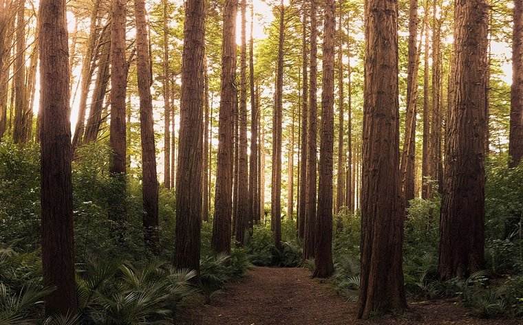 comprendre importance forêts crutial