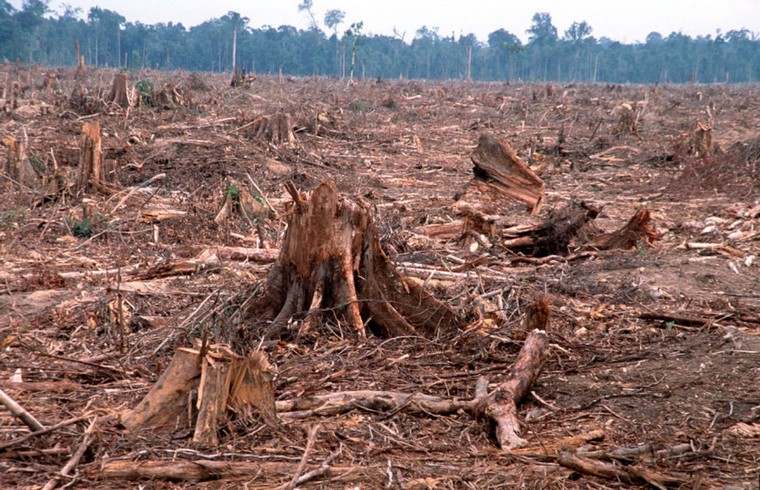 extinction arbres animaux destruction balance biodiversité