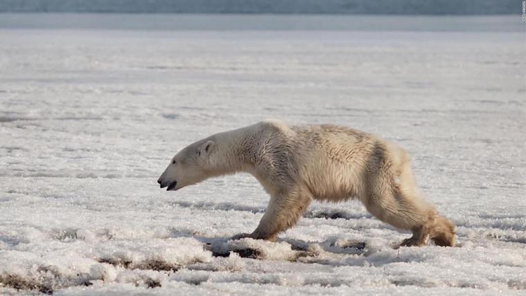 ours polaire impact changement climatique