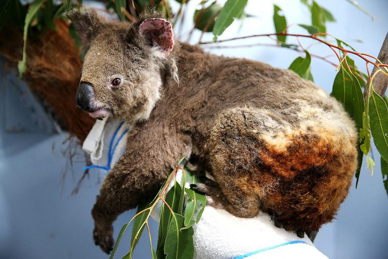 sauver coalas sauvegarder biodiversité