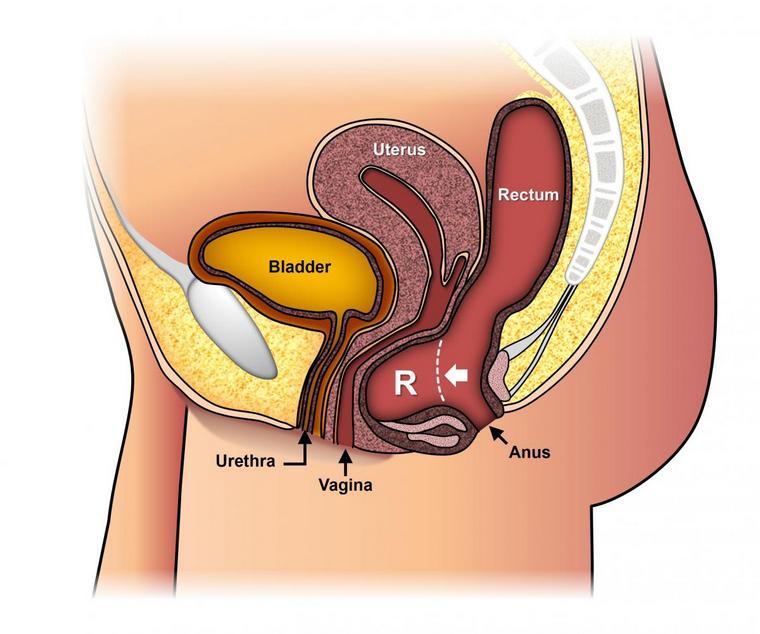 anus schéma système digestif