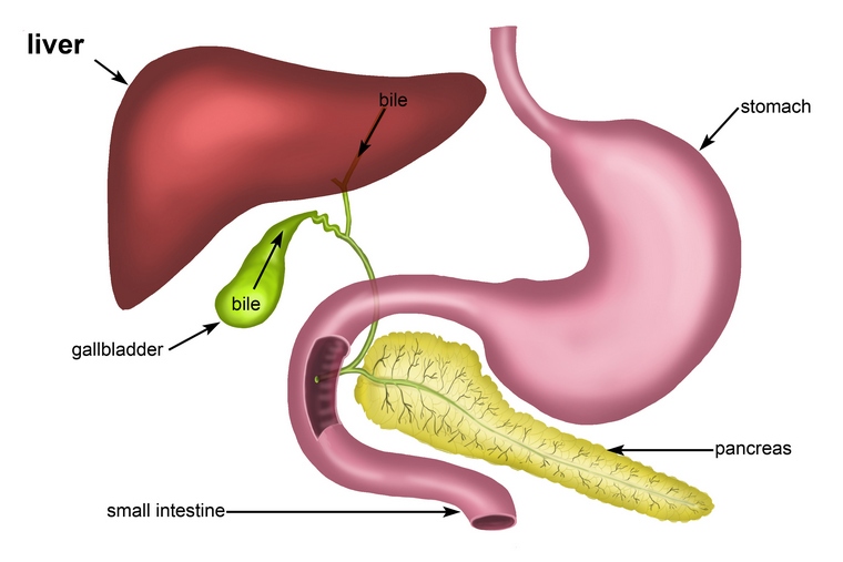 estomac système digestif organes