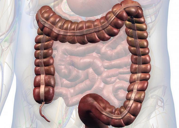 imae côlon appendix système digestif