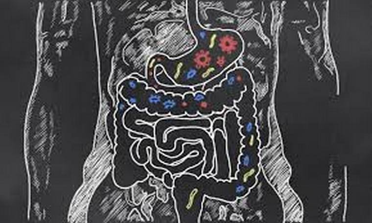 image schéma système digestif