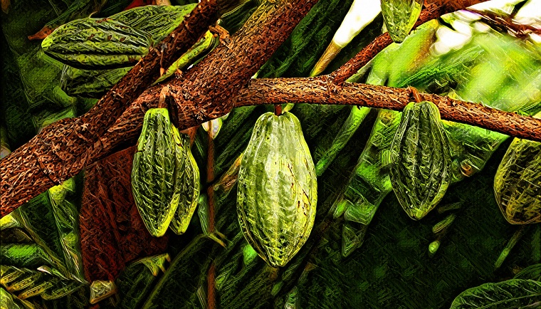 production de cacao météo