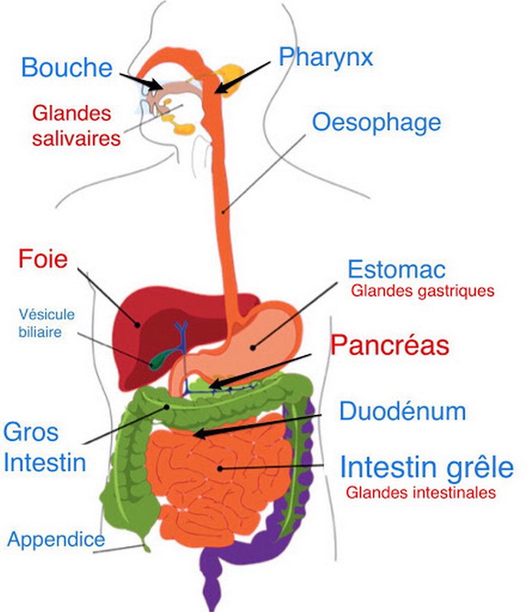 schéma système digestif image