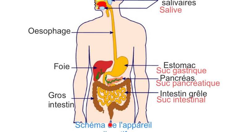 schéma système digestif processus