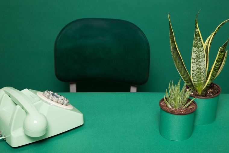 entretien du cactus au bureau 
