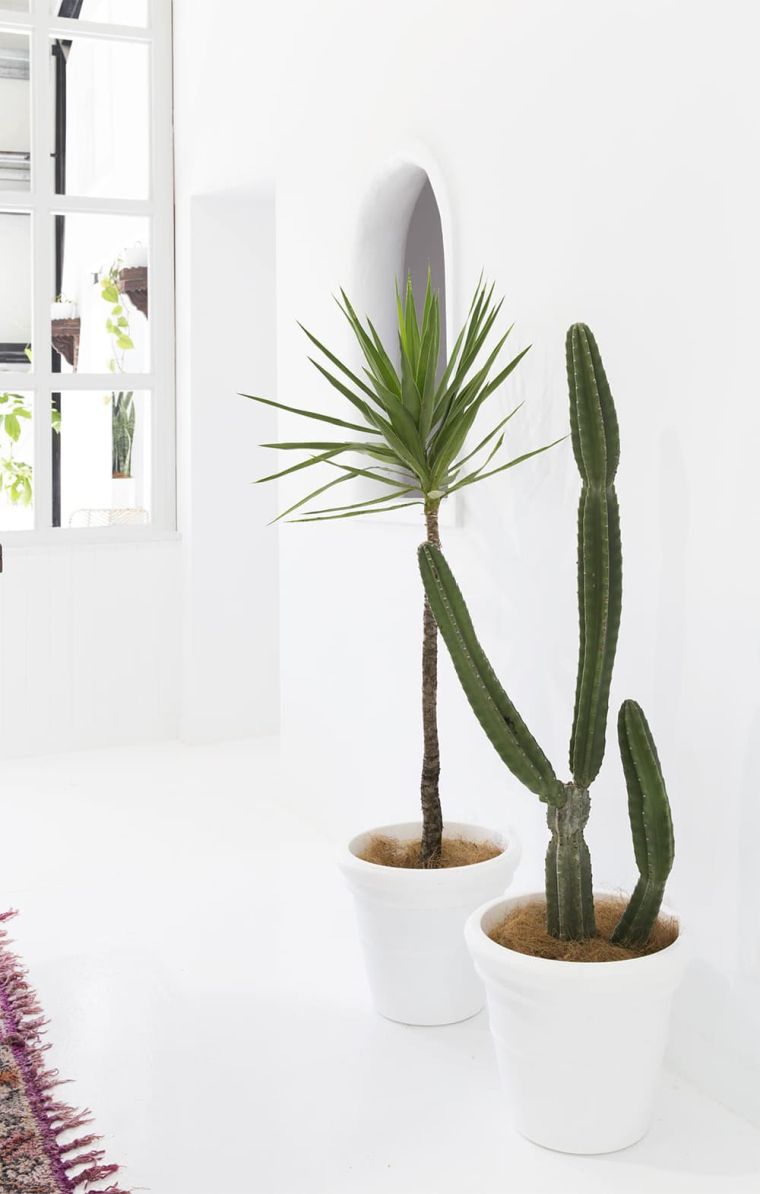 entretien de la plante cactus 
