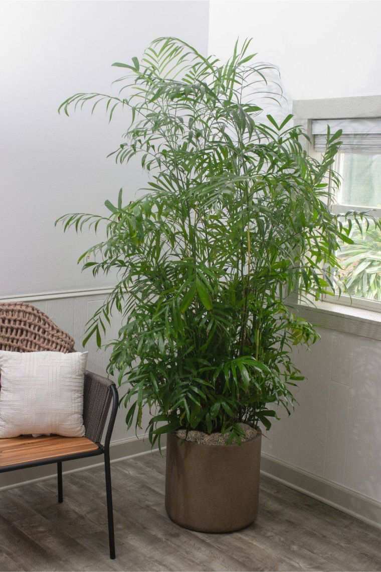plante verte d'intérieur: le bambou 