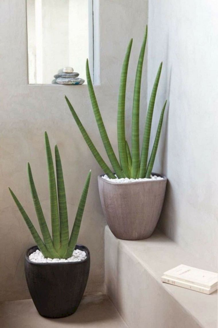 plantes vertes salle de bain déco 