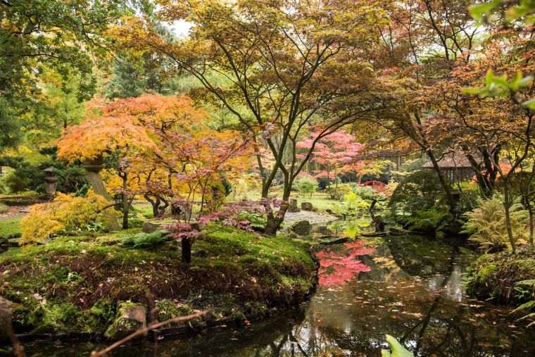 aménagement jardin japonais avec plantes 