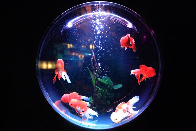 aquarium idée déco intérieure