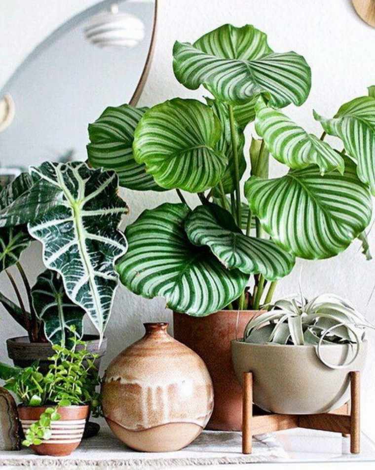 décor intérieur tendances plantes vertes