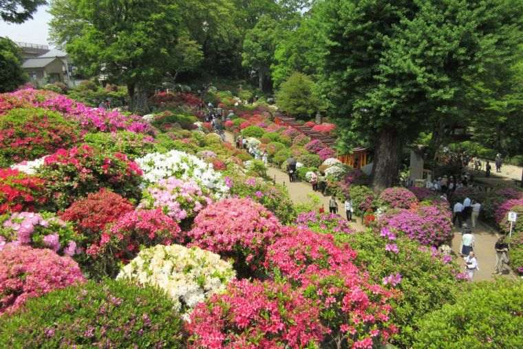 fleurs déco de jardin japonais 