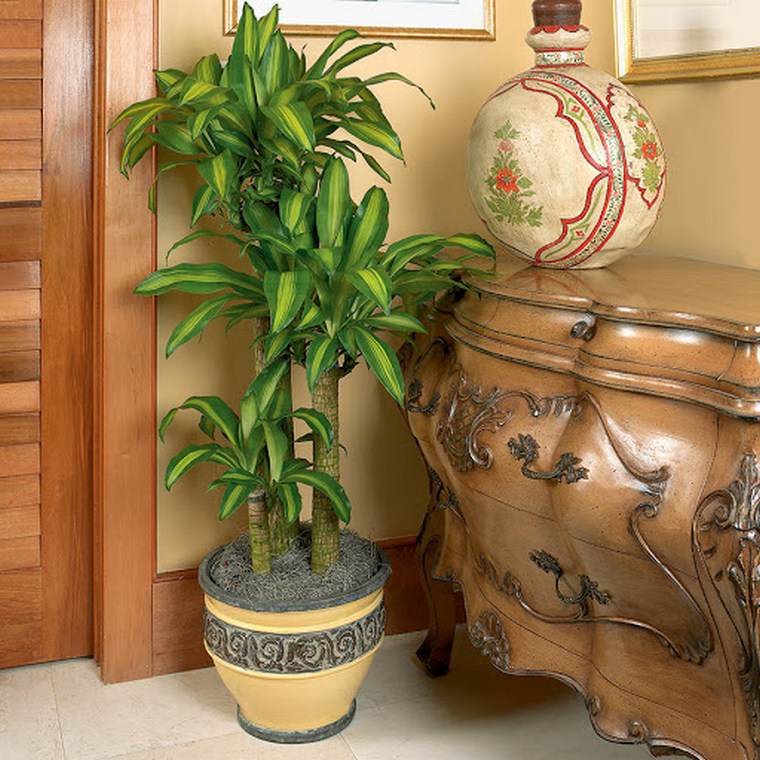 plante décorant tout style intérieur