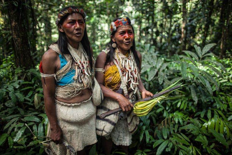 déforestation amazonie lutte