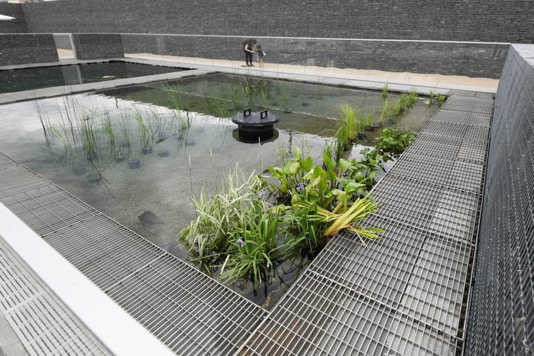 plantes planter pour nettoyer eau piscine