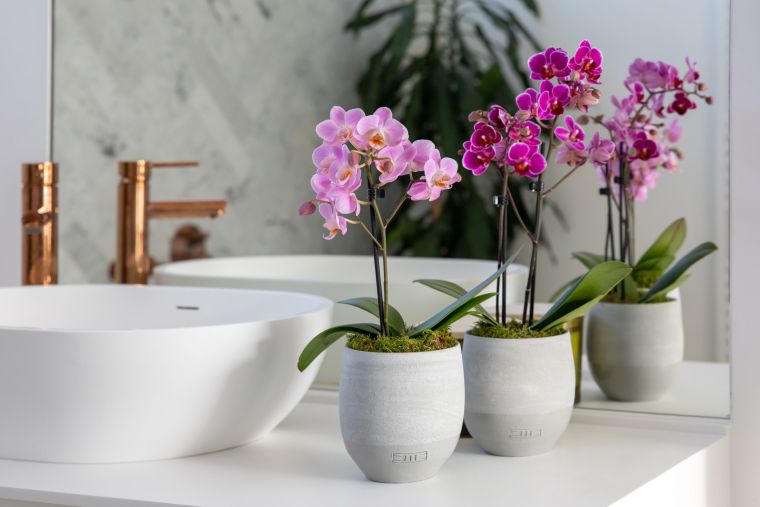 plantes tropicales maison orchidee