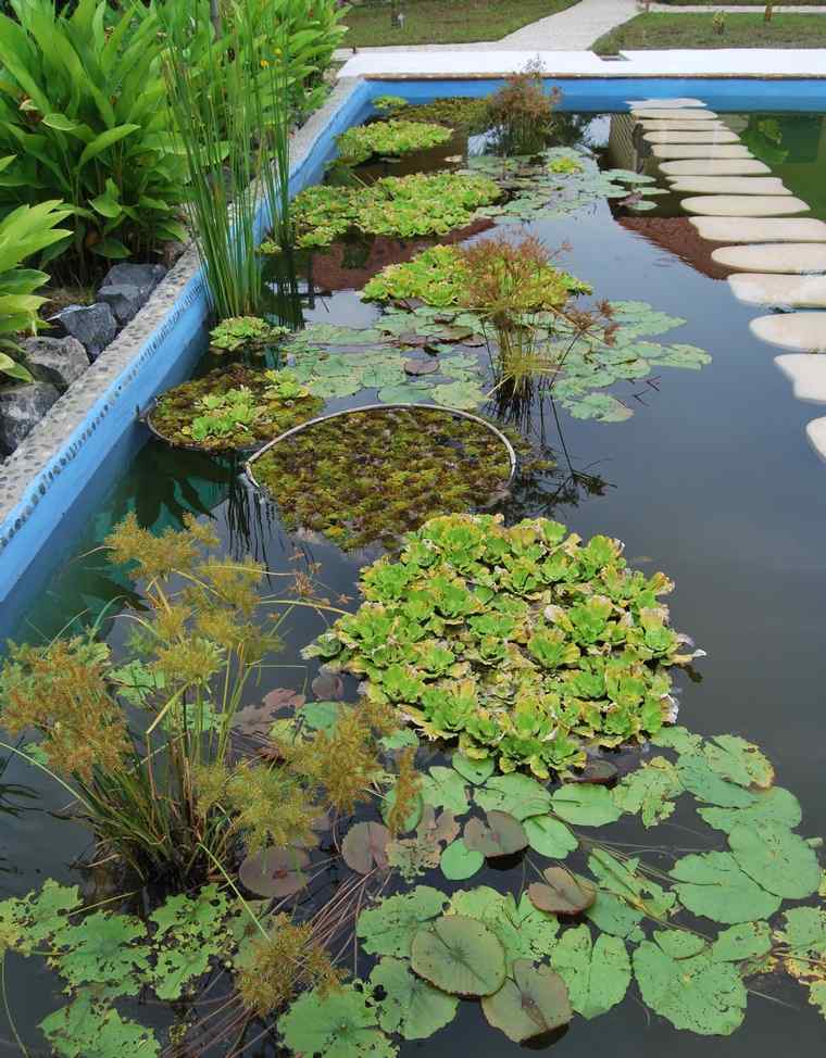 quelles plantes piscine biologique