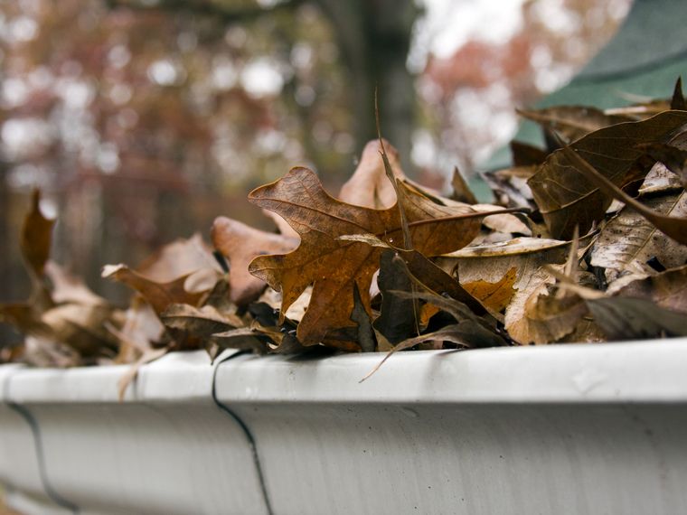 ramassage feuilles automne marron