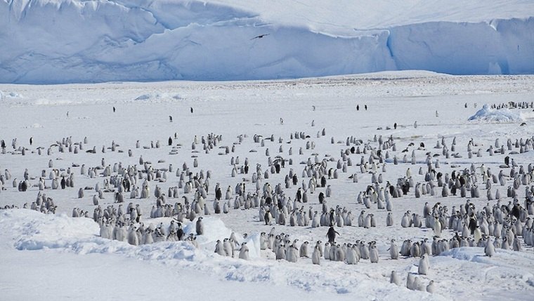 Antarctique où voyage covid