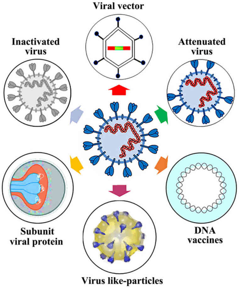 comment vaccin coronavirus marche