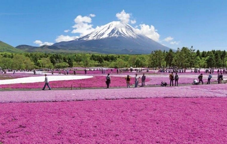 Japon fleuri voyager covid