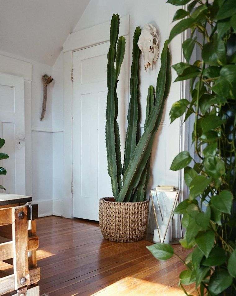 idée de déco intérieur avec cactus 