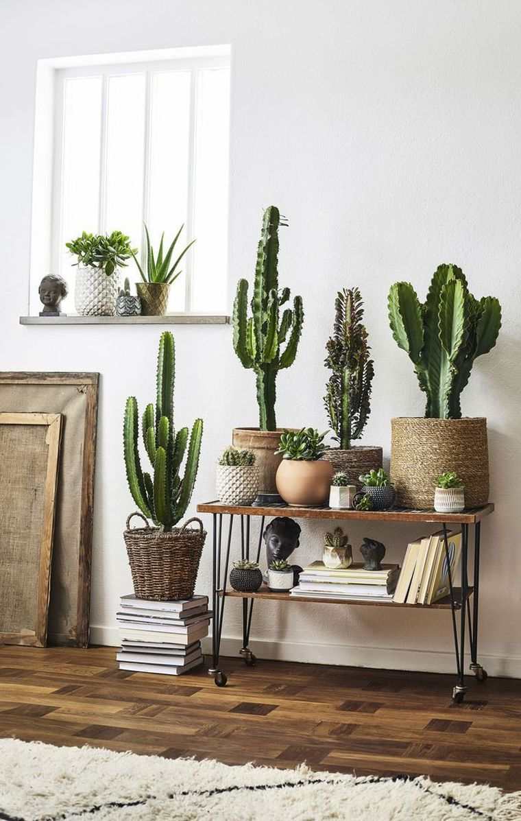 décoration intérieur avec cactus