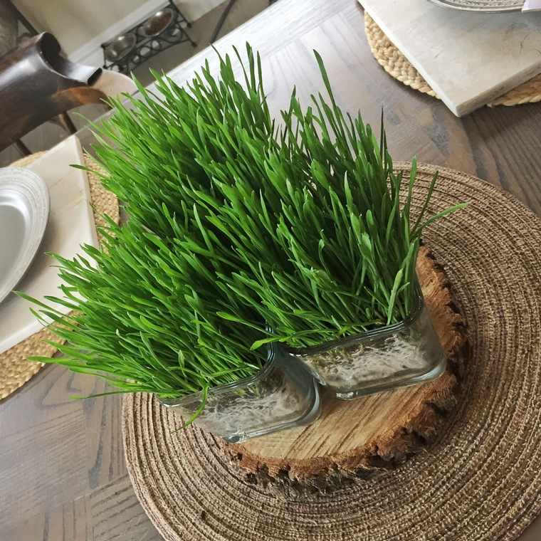 le blé en herbe table