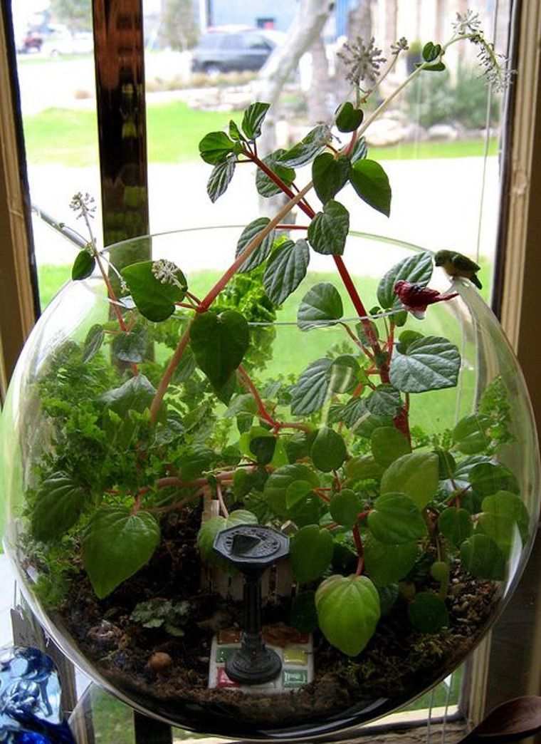 plante terrarium idée projet
