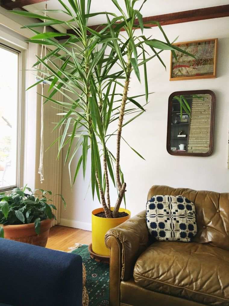 plante Yukka pour l"intérieur 