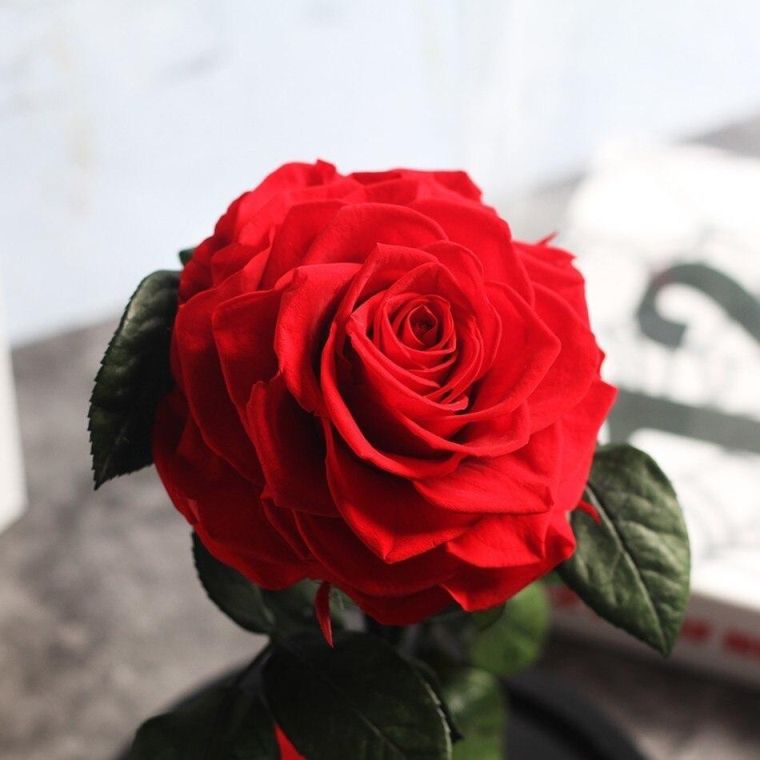 rose éternelle rouge st valentin cadeau