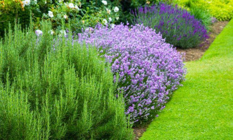 bordure de jardin moderne lavendes