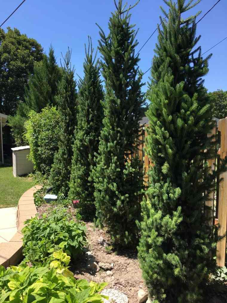 clôture enjolivée grandes plantes