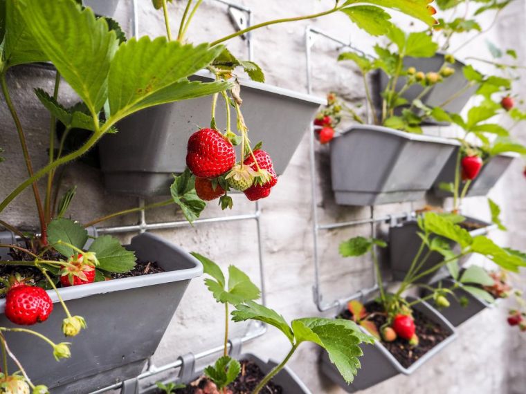 cultiver des fraises sur le balcon