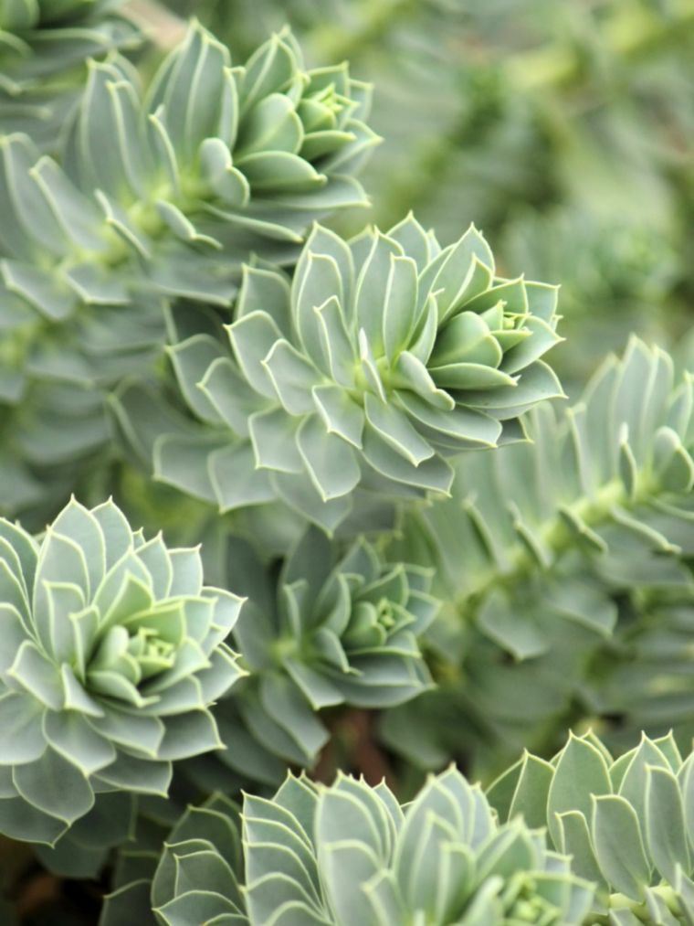 plantes de rocaille : Euphorbia 