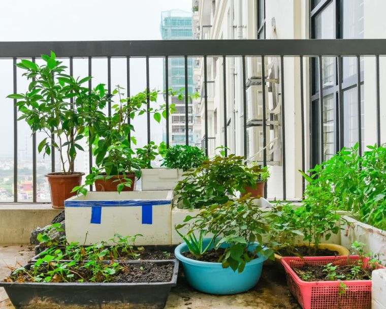 plantes vivaces balcon : plantes à massif
