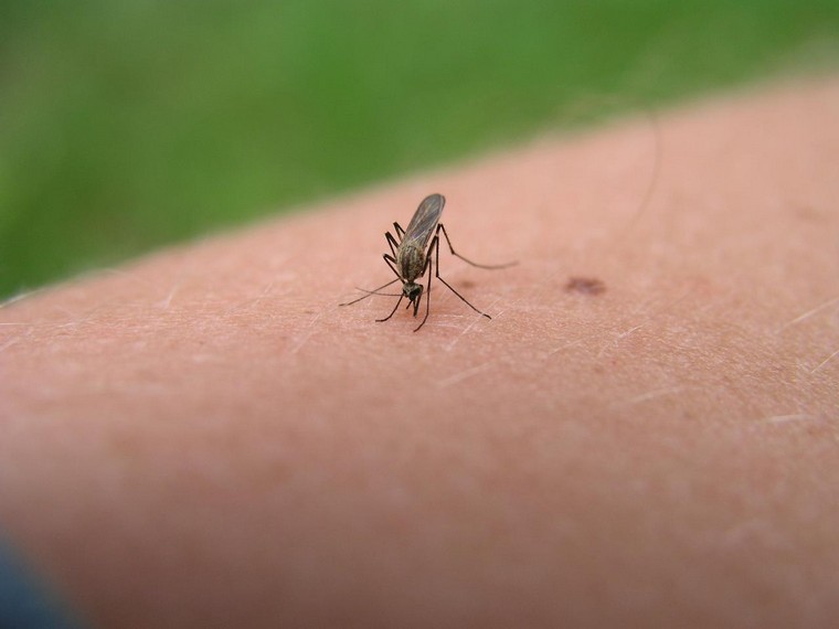 comment éviter les piqures de moustiques naturellement