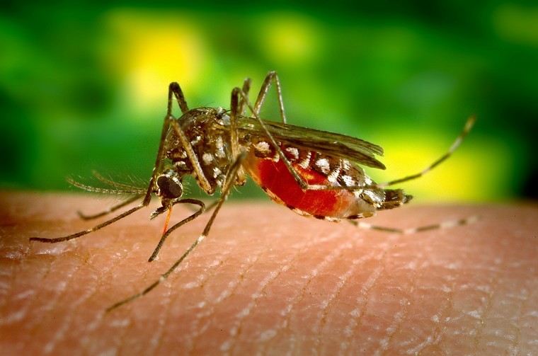 comment éviter les piqures de moustiques tout savoir