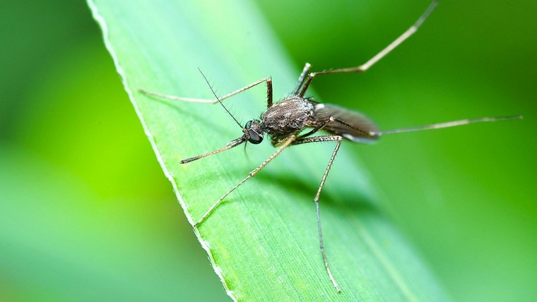 penser plantation spéciale pour chasser moustiques