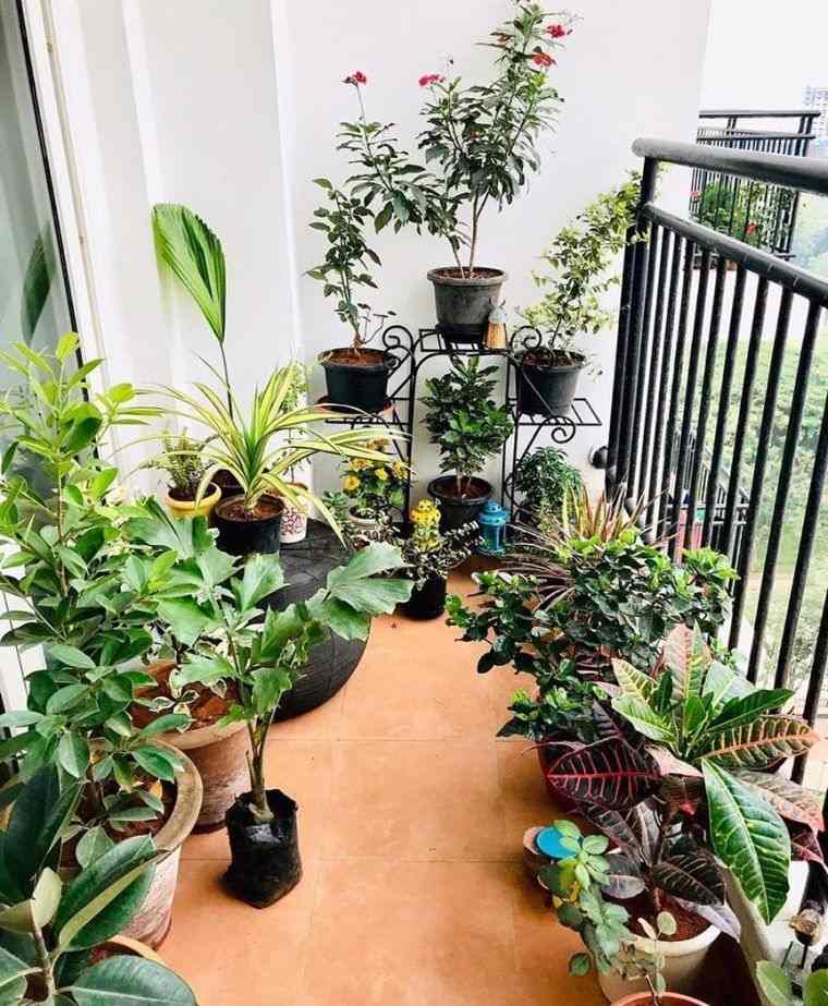 plantes vertes pour balcon 