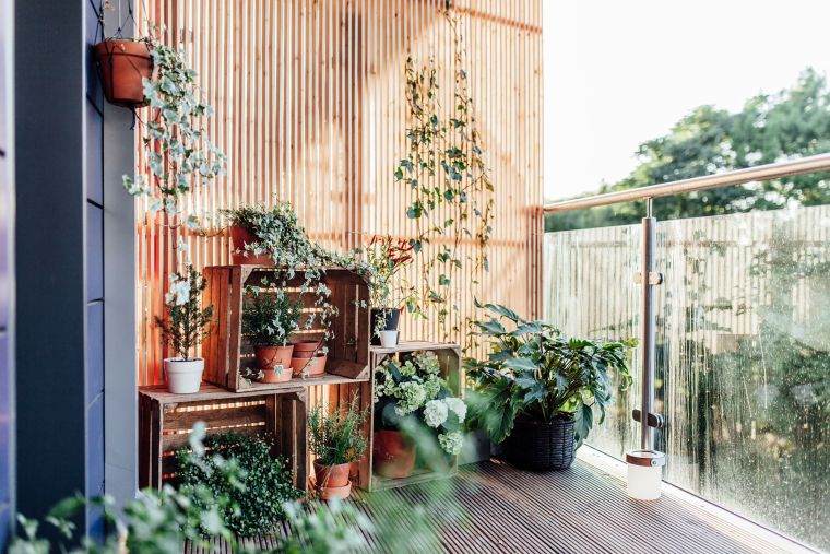 plantes vertes pour balcon d'appartement 