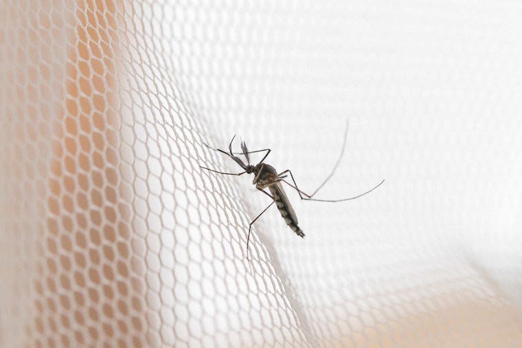 tout faire pour éviter piqures moustiques