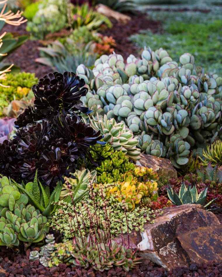 arrangement succulents jardin