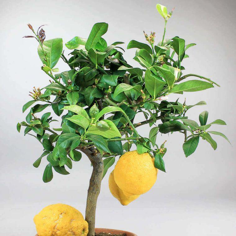 citronnier en pot feuilles qui jaunissent