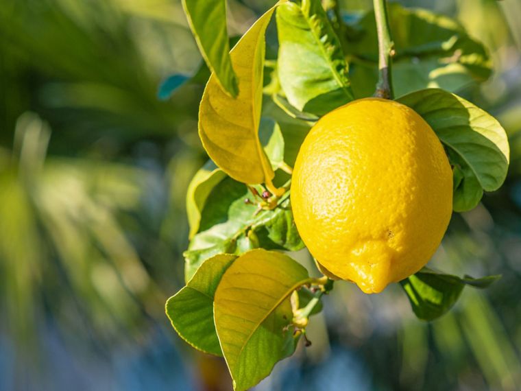 citronnier en pot soins entretien
