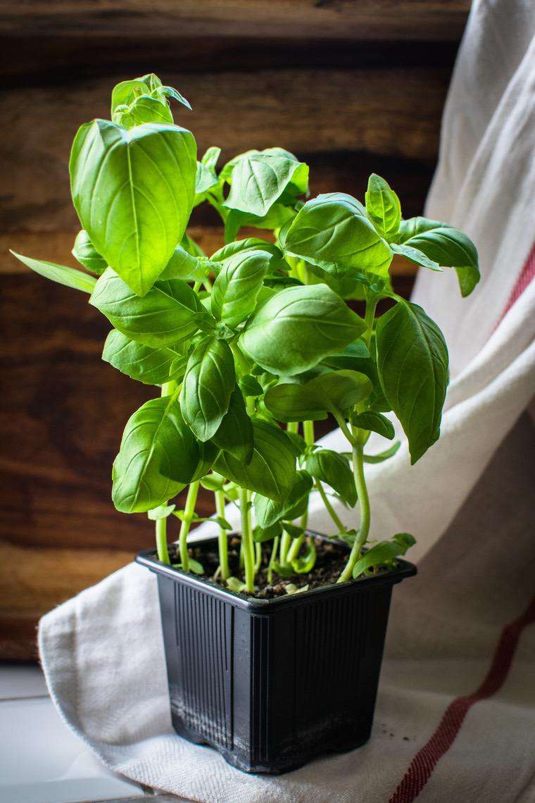 comment faire pousser du basilic en pot 